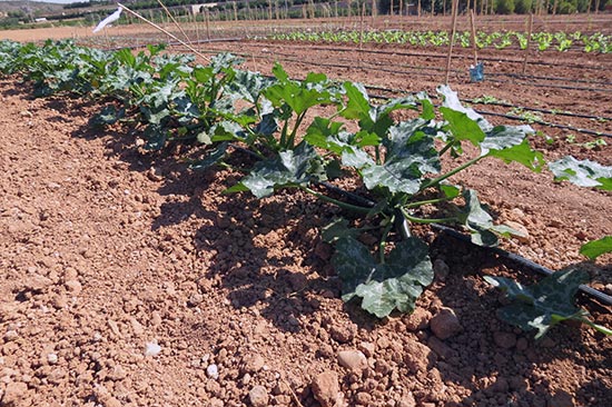 Abadía d'Espí Restaurante - Nuestra Granja