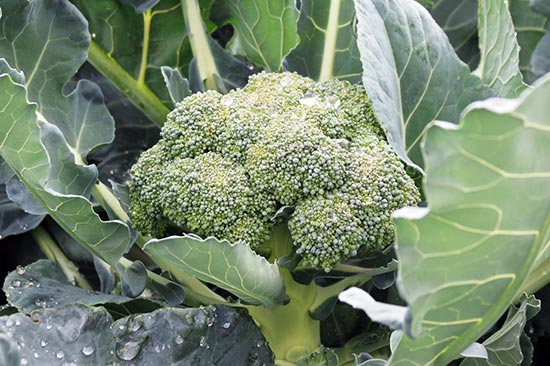 Abadía d'Espí Restaurante - Nuestra Granja